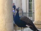 A peacock sitting at the palace