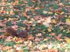 Can you spot the red squirrel?