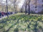 Beautiful daffodils in Warsaw in the spring!