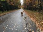 My dog enjoying the fall leaves in Northern Wisconsin