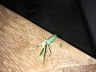 The praying mantis that paid us a visit! It was hard to take a picture of this guy. I don't think he liked the flash!