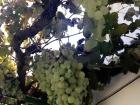 The grapes in Dural hanging from the ceiling