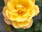 Rose with vivid yellow color 