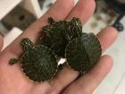 These turtles from Juan's brother's house, turtles have to be my favorite animals!