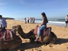 The start of the camel ride
