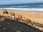 The camels walking along the beach
