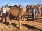 This baby camel has one hump