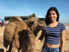 The baby camel is smiling at me