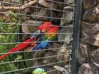 The rescued Macaws were so happy to have visitors that they came close to the gate to let us see their pretty feathers