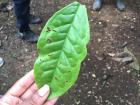Here's a leaf from the "Guayusa" plant that cures illnesses in the Shuar Community