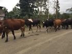Passing by a herd of mountain cows. It's important for all of Ecuador's cattle to have all of the land they need