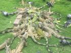 Feeding time at the Iguana Park can be really hectic. Look at how they pile over each other for their food