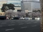 Line of cherry blossoms in the middle of the street