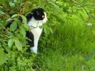 Glum peeking out of the garden