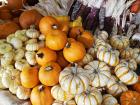 Pumpkins and corn are staple Thanksgiving Day ingredients 