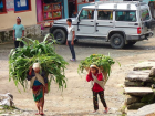 A young Nepali girl helps her family harvest crops, in lieu of going to school. 