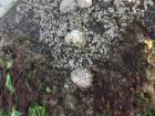 Limpets run the risk of drying out due to the sun