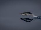 This is a Chinstrap penguin. How does it look different from other penguin species?