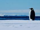 How tall are emperor penguins?