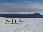 How tall do you think these adelie penguins are?
