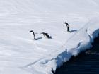 Penguins back on the ice after a swim