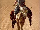 Camels are not easy to ride... can you guess why?