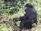 Tracking the Kahungye gorilla group in Bwindi Impenetrable National Park. The vegetation was dense, now I know why it was called the Bwindi Impenetrable National Park!