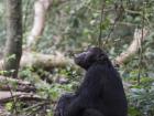 This is one of the chimpanzees that I had the great privilege of observing and collecting data on in the Budongo Forest in Uganda