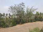 A mango tree (too early for mangoes at Sankranti!)