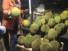 This is durien, and it is something that I just can't explain right now because it is one of the most iconic fruits in Indonesia, but I have yet to form well-thought out ideas about this infamous fruit