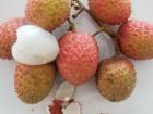 Delicious litchi fruit