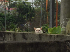 This cat watched me walk around in the rain