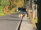 Sometimes these sheep accompany me on the walk in to school