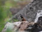 A colorful lizard native to Mexico and the southern United States