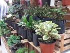 Our local produce market also has a stand that sells live plants
