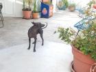 Our neighbor's dog is a xolo (show-low), which is a hairless breed endemic to Mexico