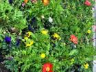 The flowers in the city center of Bilbao were so colorful!