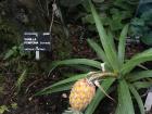 Baby pineapple - I had no idea they grew like this!