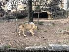 Lions? In the winter? Crazy!
