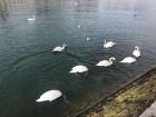 Swans swim in the Rhône River