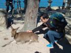 In Miyajima, a small Japanese island, I petted a wild deer