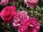 Roses in La Rosaleda