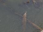 An absolute unit of a crocodile as seen from a highway bridge outside of Jacó