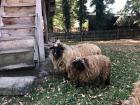 Some Romanian sheep, an animal important to Romanian culture and cuisine