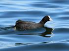 A Eurasioan coot in a pond 