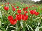 Some beautiful red Tulips  