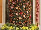 Large bushes of tangerines are placed by the entrance to people's homes during New Year