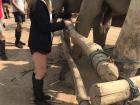 Sugar cane is a sweet treat for both elephants and humans!
