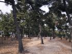 A walk in Pine Forest...