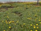 Yellow flowers near the ocean